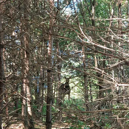 Pole Namiotowe Chesterfield * Komorow (Warsaw West)