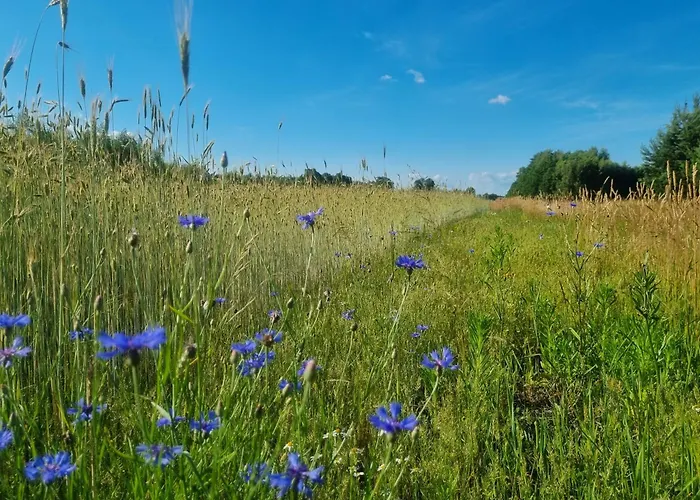 Camping Pole Namiotowe Chesterfield *